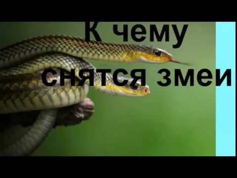 К Чему Снится Змея: Толкования и Символика в Разных Культурах