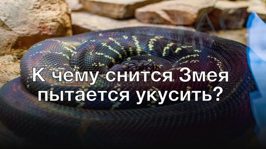 К Чему Снится Змея: Толкования и Символика в Разных Культурах