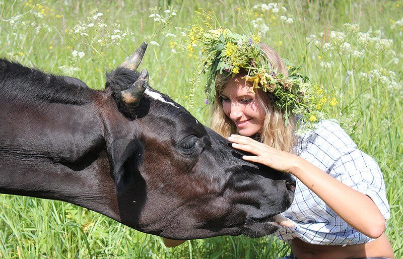 До Чого Сниться Корова Жінці: тлумачення сновидінь та символіка