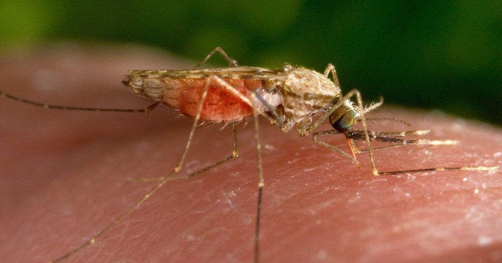 Комарі тут більше не командують: цікавий метод для власних будинків, який працює на великі території